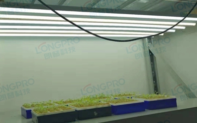 UV紫外線照射實驗：植物如何應(yīng)對自然環(huán)境中的紫外線威脅？
